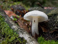 Hygrophorus cossus